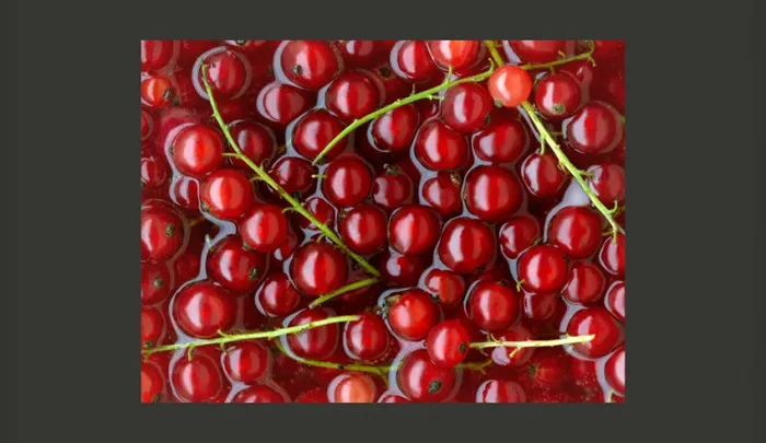 Fotomurale – Ribes Bagnati Da Uno Specchio D’Acqua Carta Da Parato Erroi - immagine 2