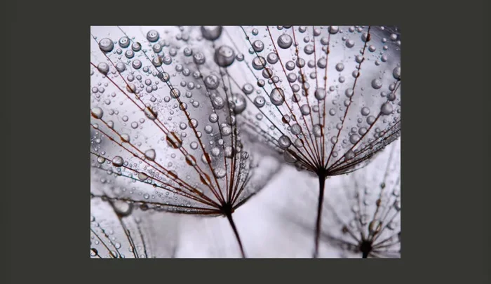 Fotomurale – Rugiada Mattutina Su Soffioni Carta Da Parato Erroi - immagine 2