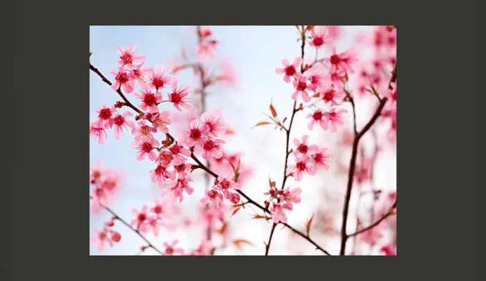 Fotomurale – Simboli Del Giappone Fiori Di Sakura Carta Da Parato Erroi - immagine 2