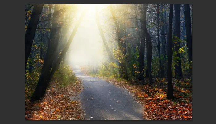 Fotomurale – Strada Attraverso La Foresta Carta Da Parato Erroi - immagine 2