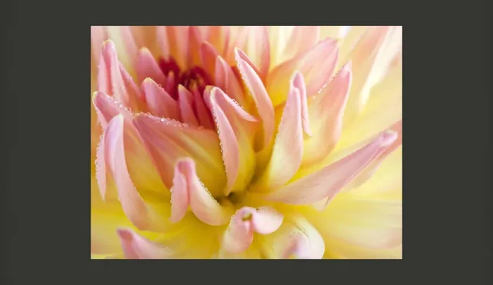 Fotomurale – Una Dalia Dai Colori Pastello Con Gocce Di Rugiada Carta Da Parato Erroi - immagine 2