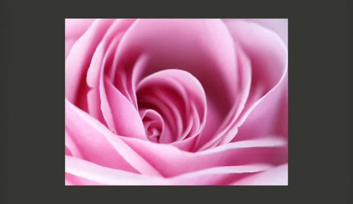 Fotomurale – Una Rosa, Rosa Carta Da Parato Erroi - immagine 2