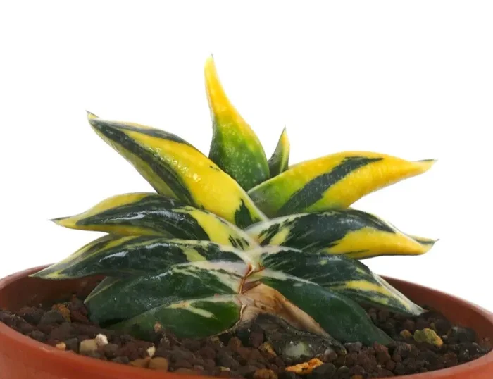 Gasteria armstrongii cv ZEUS AB4 - immagine 2