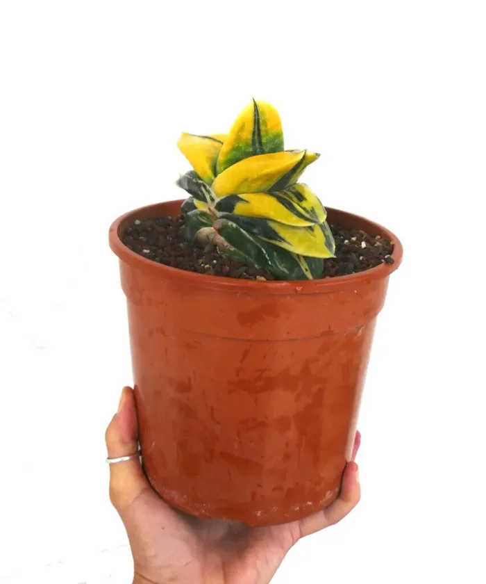 Gasteria armstrongii cv ZEUS AB4 - immagine 3