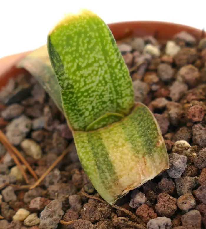 Gasteria batesiana