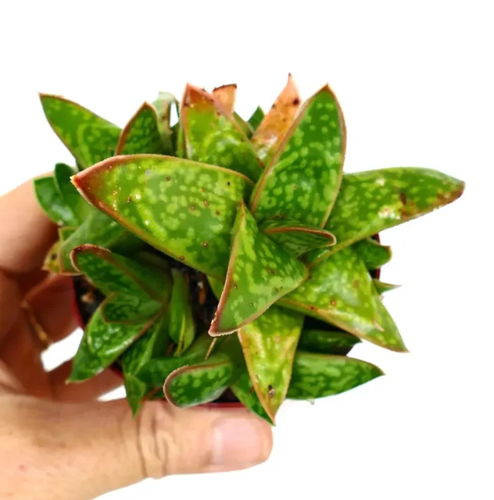 Gasteria cv MUMBA (ex Specks Nursery EXOTICA) full cluster XX8