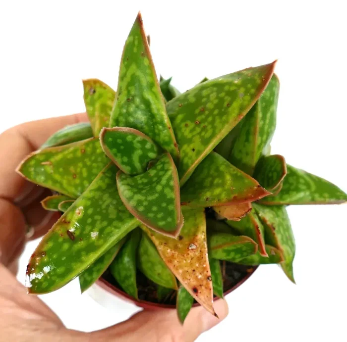 Gasteria cv MUMBA (ex Specks Nursery EXOTICA) full cluster XX8 - immagine 3
