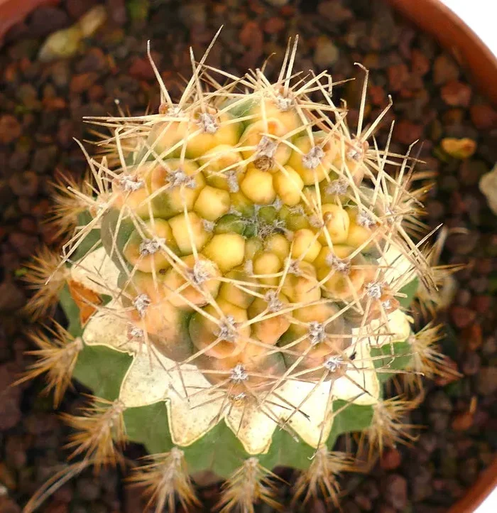 Gymnocalycium bayrianum VARIEGATED Sconti - immagine 2