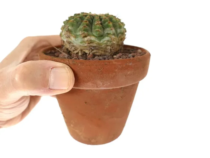 Gymnocalycium sutterianum 3H3 - immagine 2