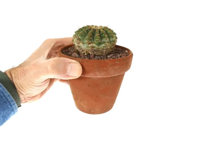 Gymnocalycium sutterianum 3H3 - immagine 3