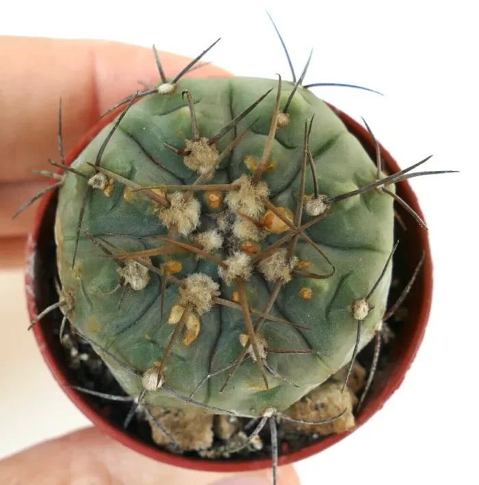 Gymnocalycium vatteri FF339