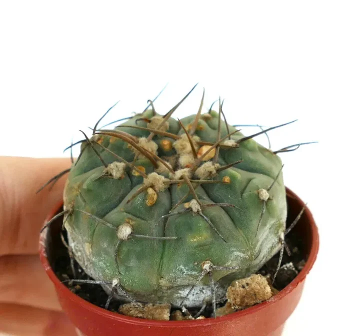 Gymnocalycium vatteri FF339 - immagine 2