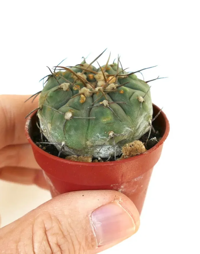 Gymnocalycium vatteri FF339 - immagine 3