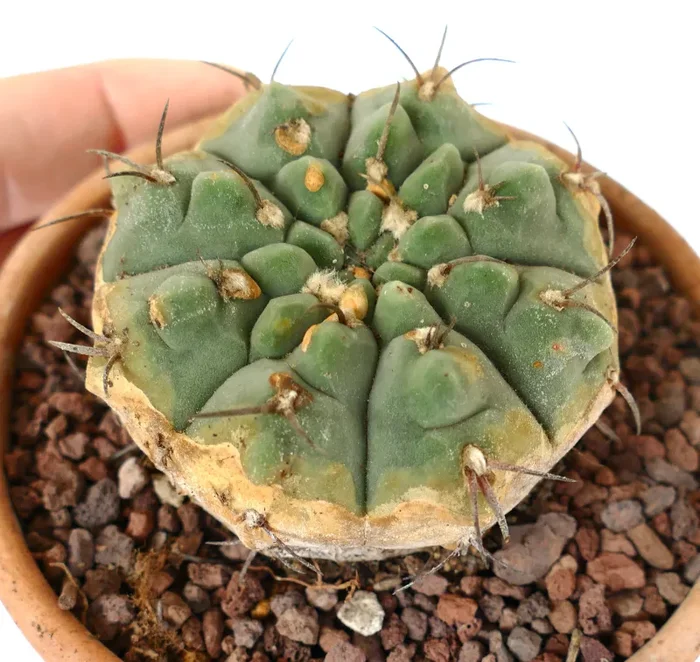 Gymnocalycium vatteri form nudum 105 - immagine 2