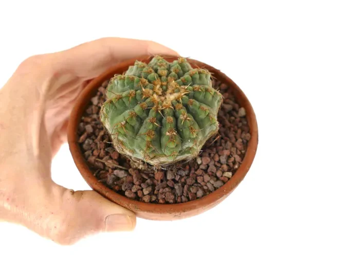 Gymnocalycium vatteri KIKKO form 3H3 - immagine 2