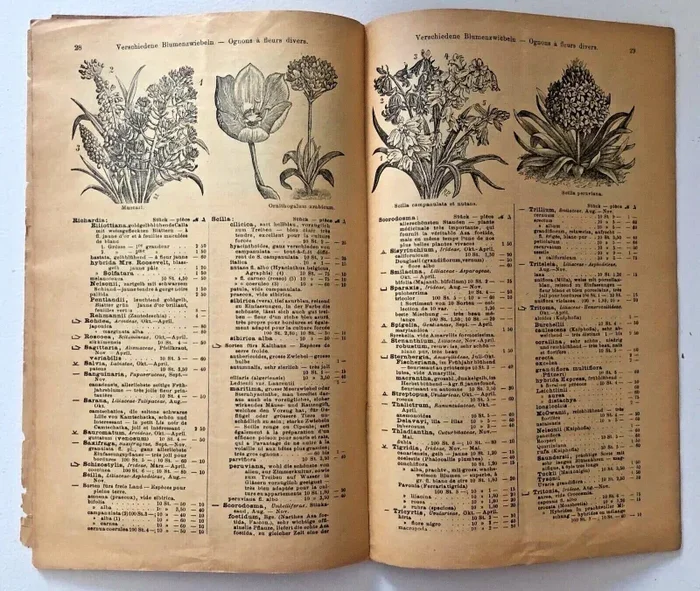 Haage & Schmidt 1911 Verzeichnis Samen und Pflanzen - immagine 2