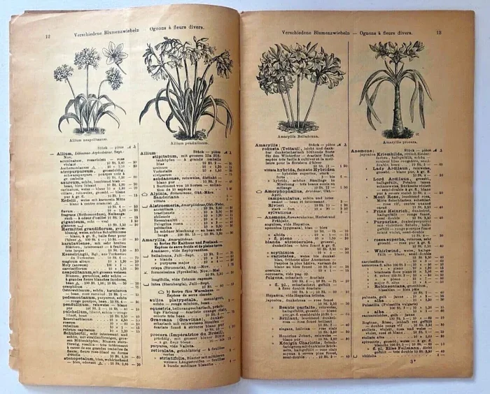 Haage & Schmidt 1911 Verzeichnis Samen und Pflanzen - immagine 3