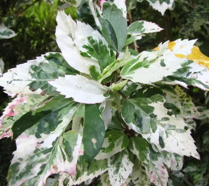 Hibiscus rosa sinensis “cooperi alba WHITE VARIEGATED”