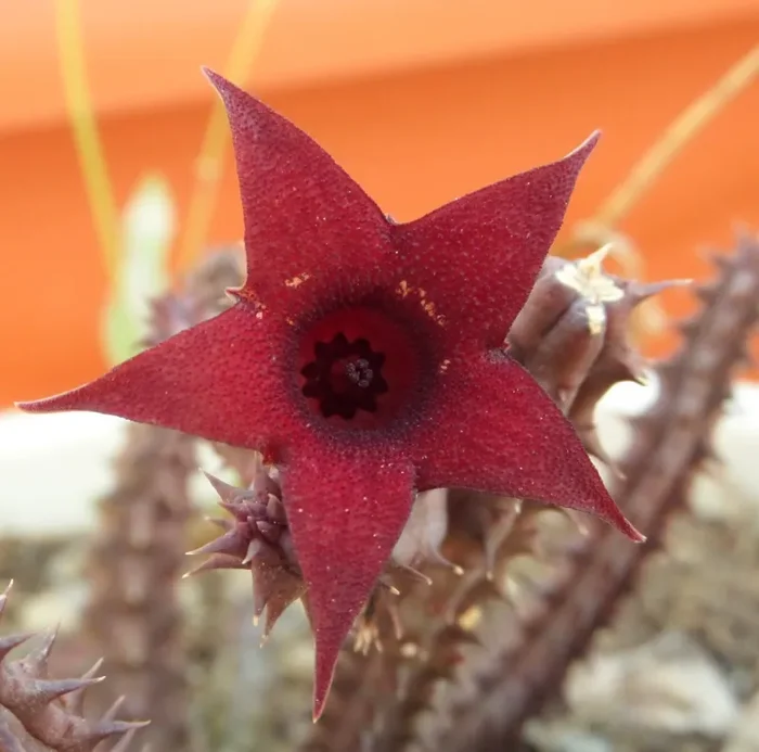 Huernia pillansii X Huernia pendula SEMI