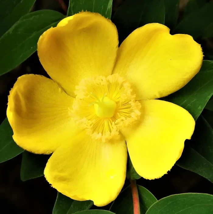 Hypericum hidcote