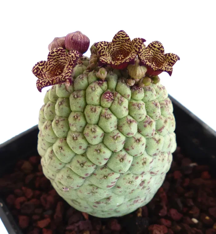 Larryleachia cactiformis (syn Trichocaulon cactiforme)