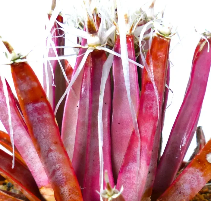 Leuchtenbergia principis FORMA ROSSO-ROSA SEMI In saldo