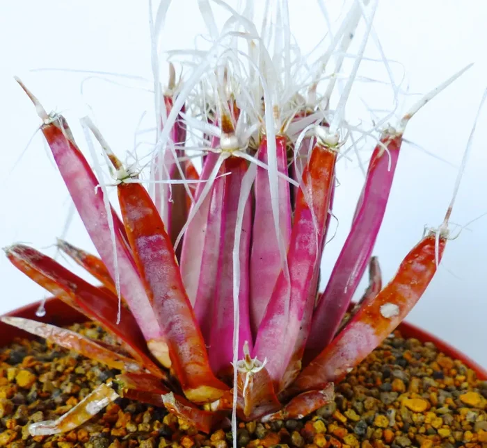 Leuchtenbergia principis FORMA ROSSO-ROSA SEMI In saldo - immagine 3