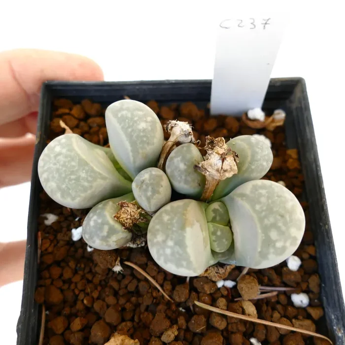 Lithops herrei translucens C237 (15 km E of Alexander Bay, South Africa)
