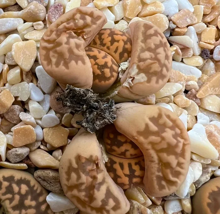 Lithops karasmontana ssp. bella C143A SEMI