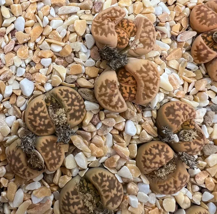 Lithops karasmontana ssp. bella C143A SEMI - immagine 2