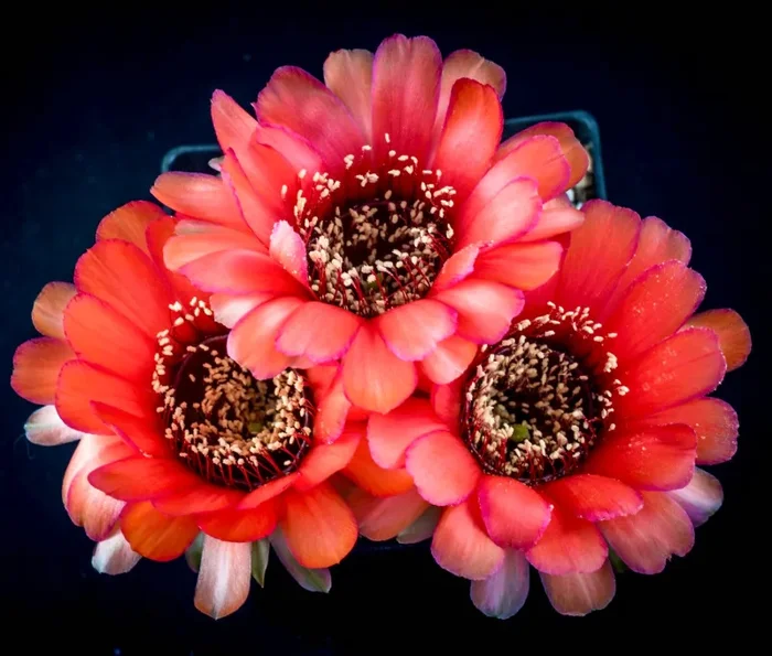 Lobivia jajoiana SEMI