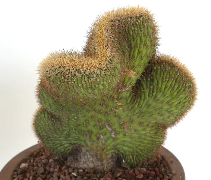Loxanthocereus aureispinus CRESTED 9MZ - immagine 2