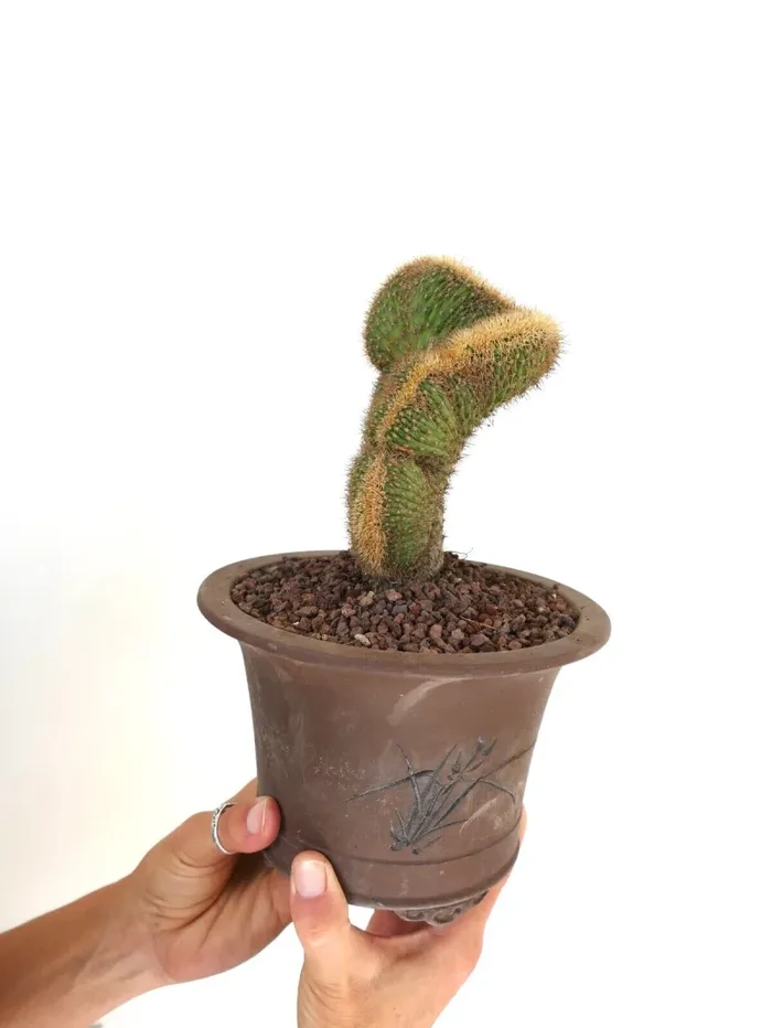 Loxanthocereus aureispinus CRESTED 9MZ - immagine 3