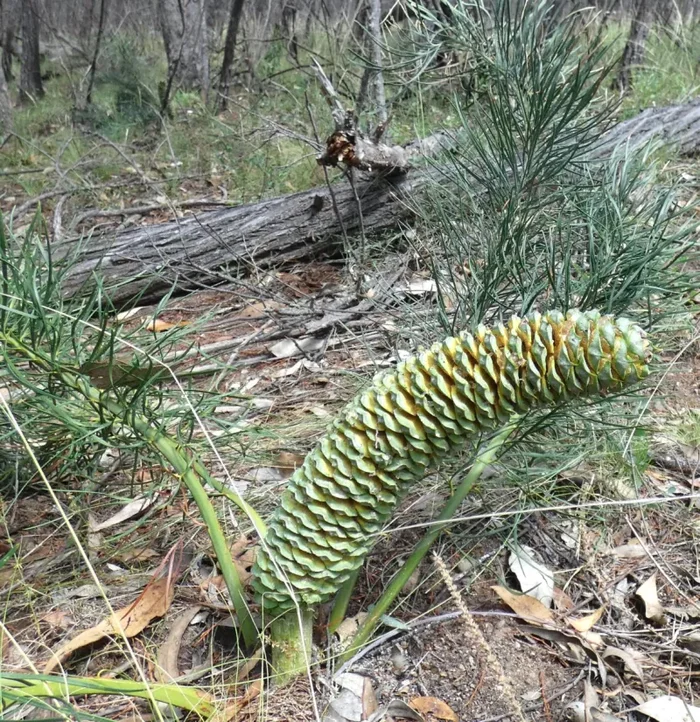 Macrozamia stenomera