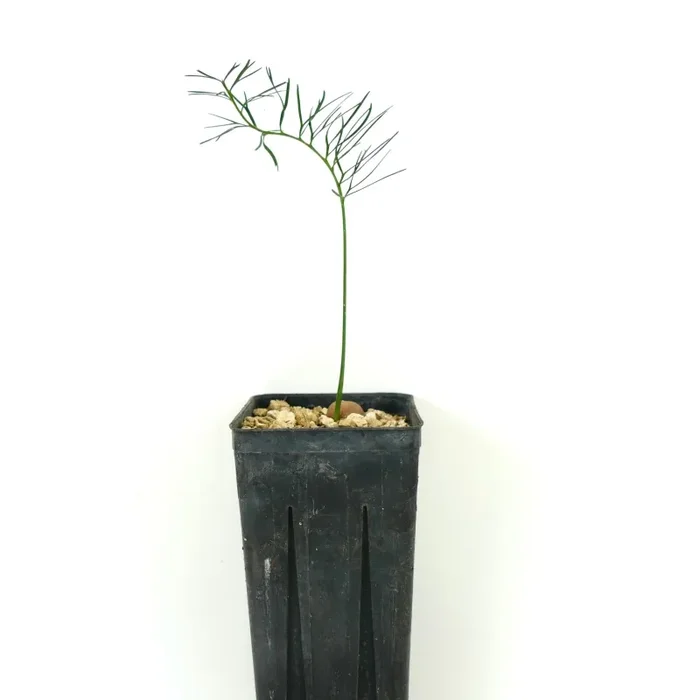 Macrozamia stenomera - immagine 3