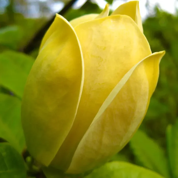 Magnolia brooklynensis “Yellow Bird”