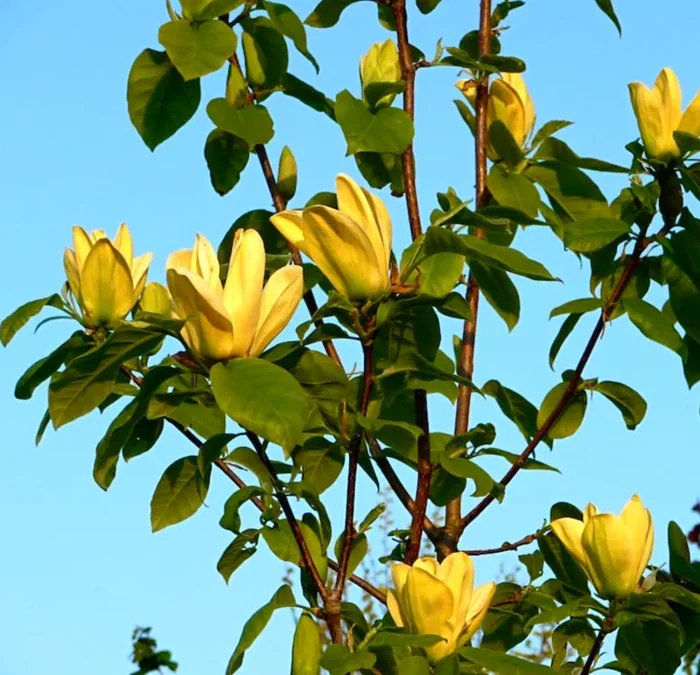 Magnolia brooklynensis “Yellow Bird” - immagine 2
