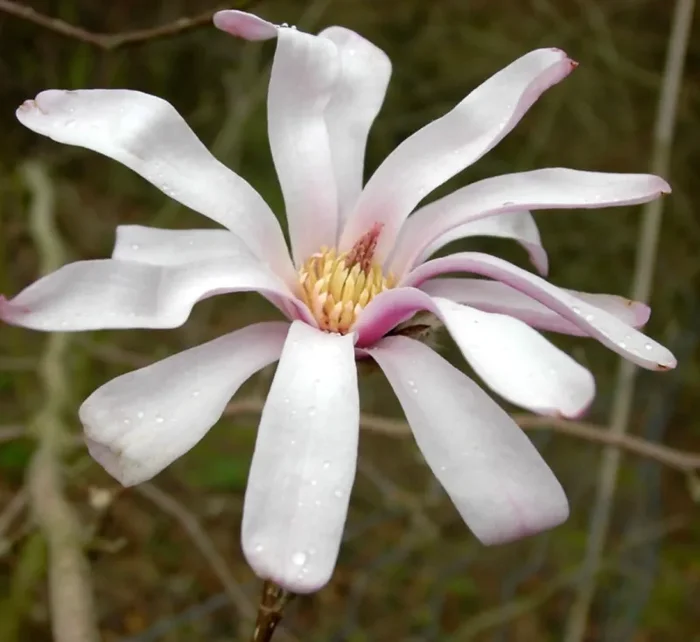 Magnolia x loebneri cv. “Leonard Messel”