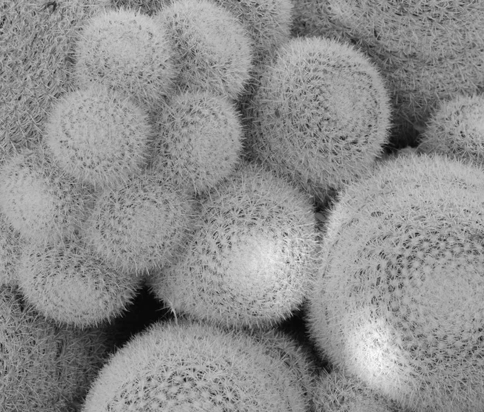 Mammillaria albilanata SEEDS