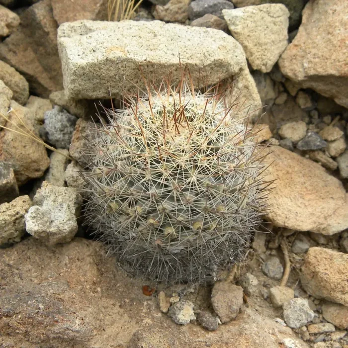 Mammillaria arida SEMI Saldi