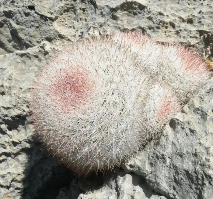 Mammillaria candida SEEDS