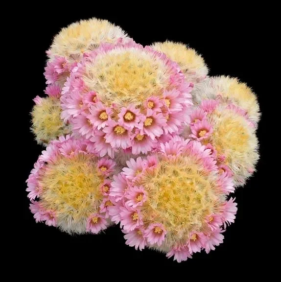 Mammillaria carmenae PINK FLOWERS SEEDS