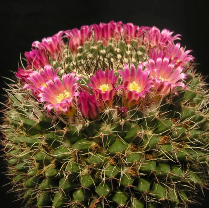 Mammillaria grusonii SEMI Moda