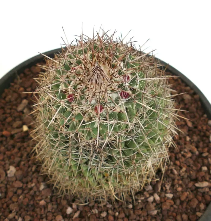 Mammillaria huajuapensis (Oaxaca, Mexico) - immagine 2