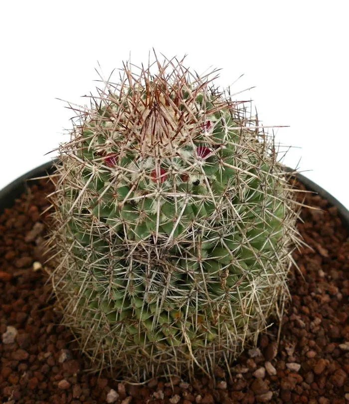Mammillaria huajuapensis (Oaxaca, Mexico) - immagine 3