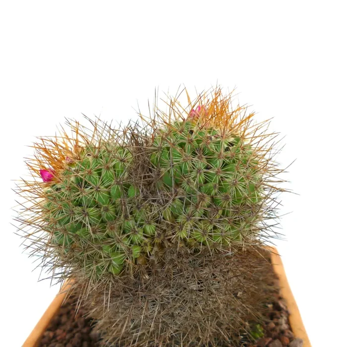 Mammillaria parkinsonii REP 2363 Pena Miller, Querétaro, Mexico - immagine 2