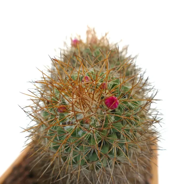 Mammillaria parkinsonii REP 2363 Pena Miller, Querétaro, Mexico - immagine 3
