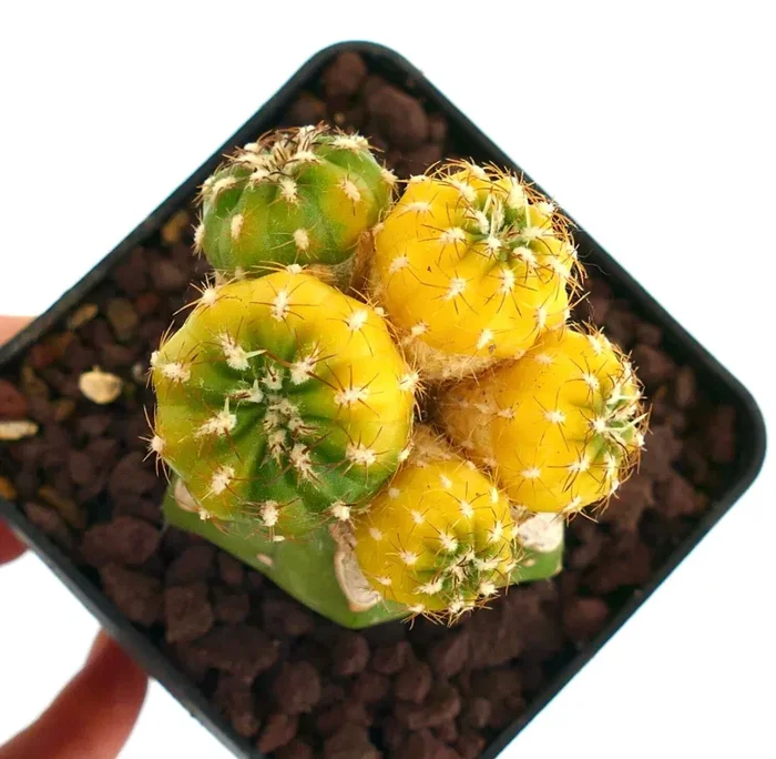 Matucana polzii VARIEGATA YY8