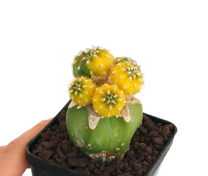 Matucana polzii VARIEGATA YY8 - immagine 2