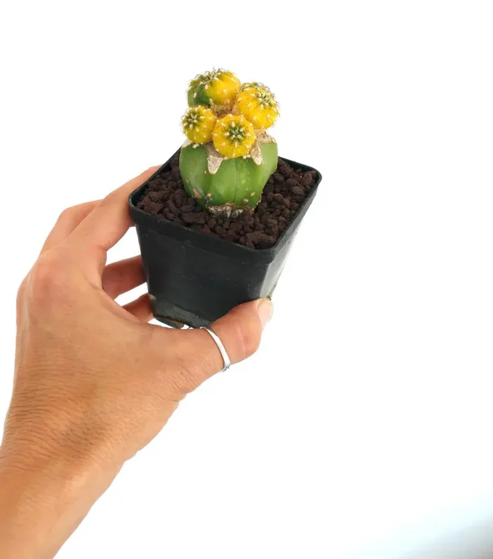 Matucana polzii VARIEGATA YY8 - immagine 3